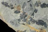 Pennsylvanian Fossil Fern (Neuropteris) Plate - Kentucky #137723-3